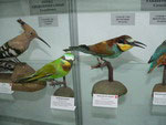 Zoological Museum, Bishkek